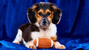 puppy-bowl-2023