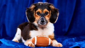 puppy-bowl-2023