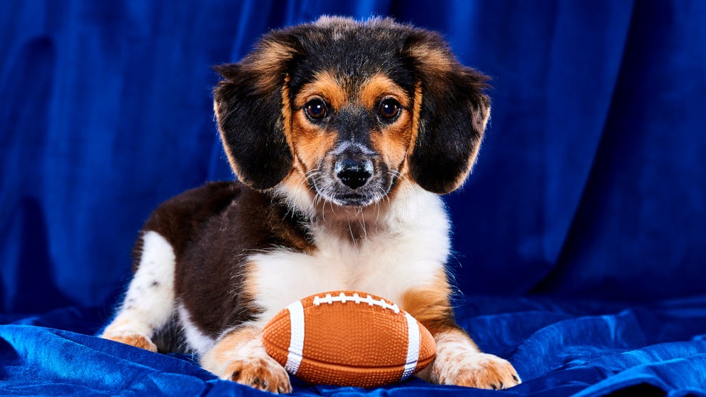 puppy-bowl-2023