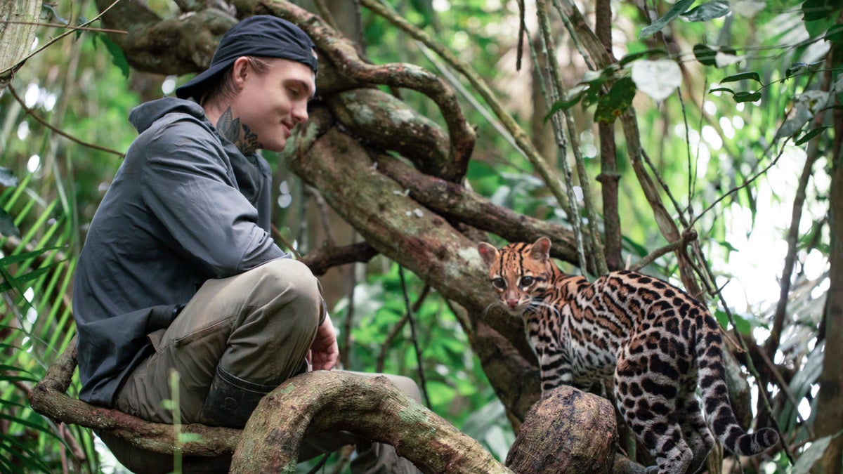 Wildcat Film Review Young Veteran And Baby Ocelot Heal Each Other In Wildcat Film Review Young Veteran And Baby Ocelot Heal Each Other In