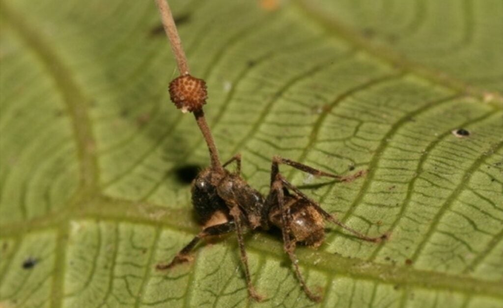 The Last of Us Fungus Explained Everything to Know About Cordyceps