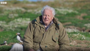 Wild Isles, David Attenborough