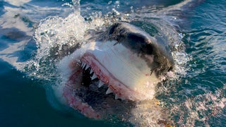 ‘Shark Week’ 2023 Premiere Reaches Over 5.3 Million Viewers, Highest Debut in 3 Years