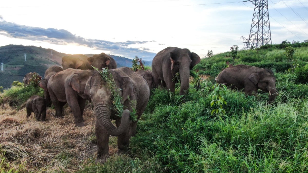 Imax, Beach House and China Review Team Up for 'The Elephant Odyssey' - Vimarsana News