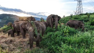 Imax, Beach House and China Review Team on ‘The Elephant Odyssey’
