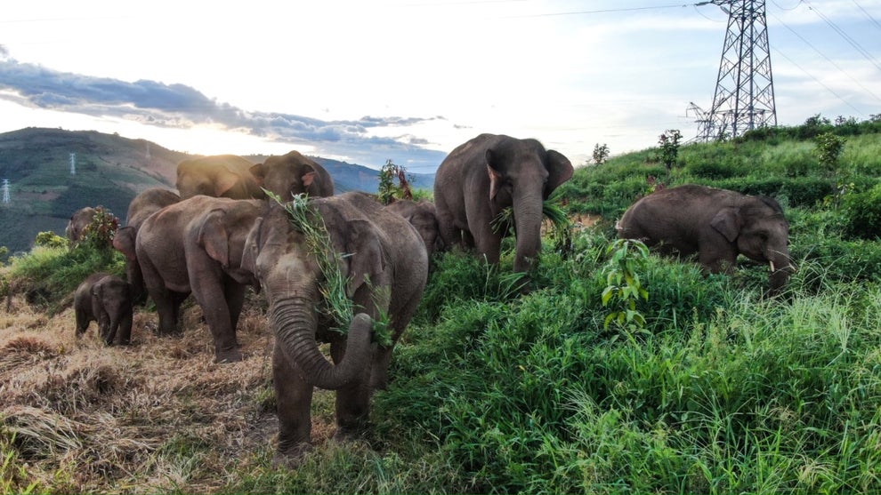 'The Elephant Odyssey'
