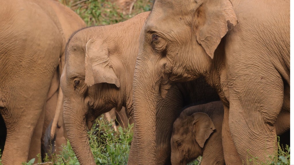 'The Elephant Odyssey,' opening in 2023 in Imax theaters