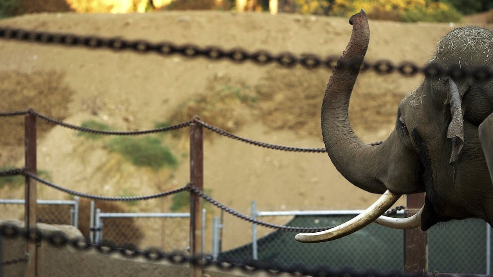 An elephant behind chain link