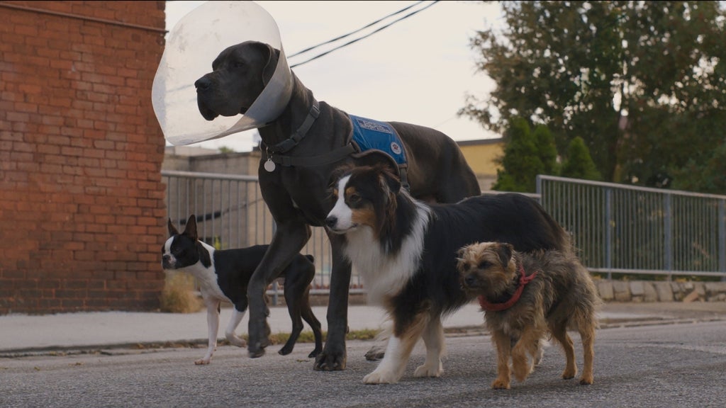 Strays