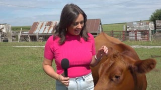Cow Interrupts Fox News Reporter’s Live Shot, Gets Petted: ‘I Don’t Know If I Can Be Serious’ (Video)