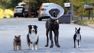‘Strays’ Cast and Character Guide: Who Voices Whom in Raunchy Canine Comedy? (Photos)