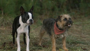 strays-movie