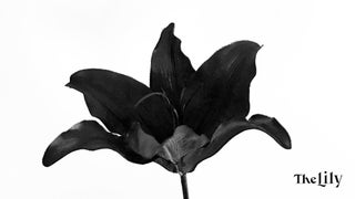 The Washington Post Halts ‘The Lily’ Instagram Production, Reroutes Site
