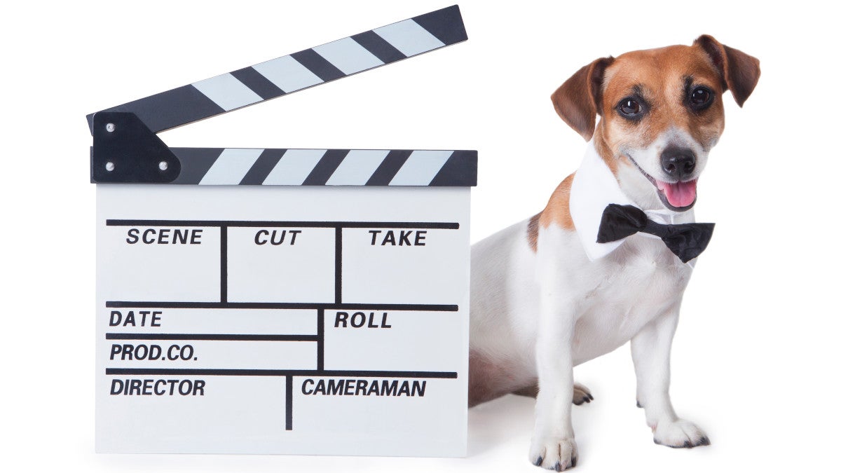 A dog and a clapboard