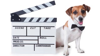 Fur-loughed: With Hollywood on Strike, Animals Are Out of Work Too