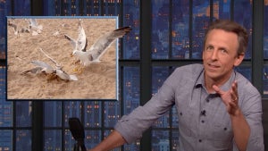 seth-meyers-seagulls