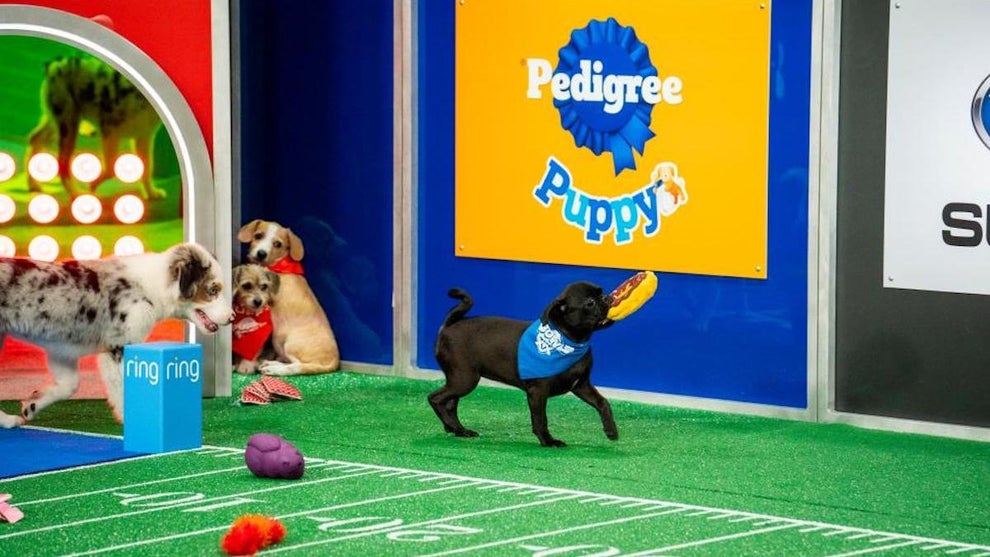 The "Puppy Bowl" (Animal Planet)