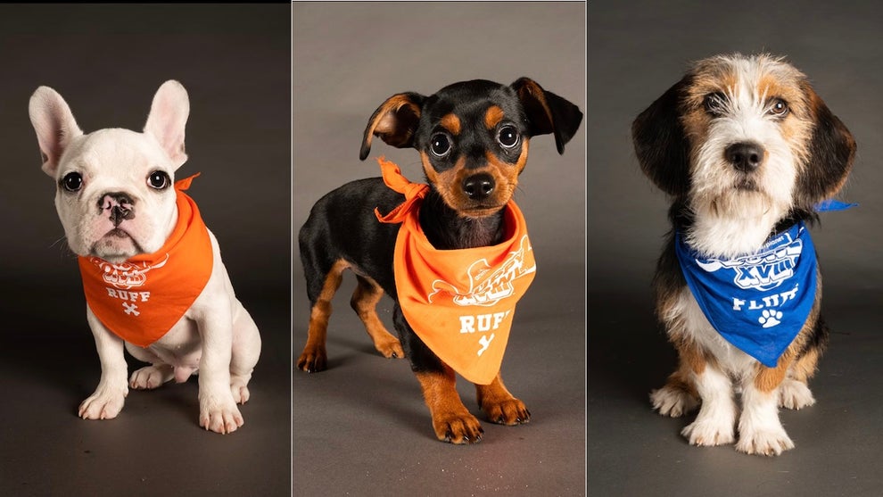 Puppy Bowl 2024