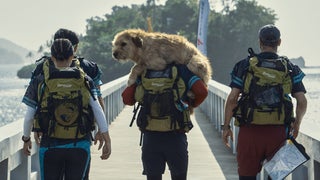 How to Watch ‘Arthur the King:’ Is Mark Wahlberg’s Heroic Dog Movie Streaming or in Theaters?