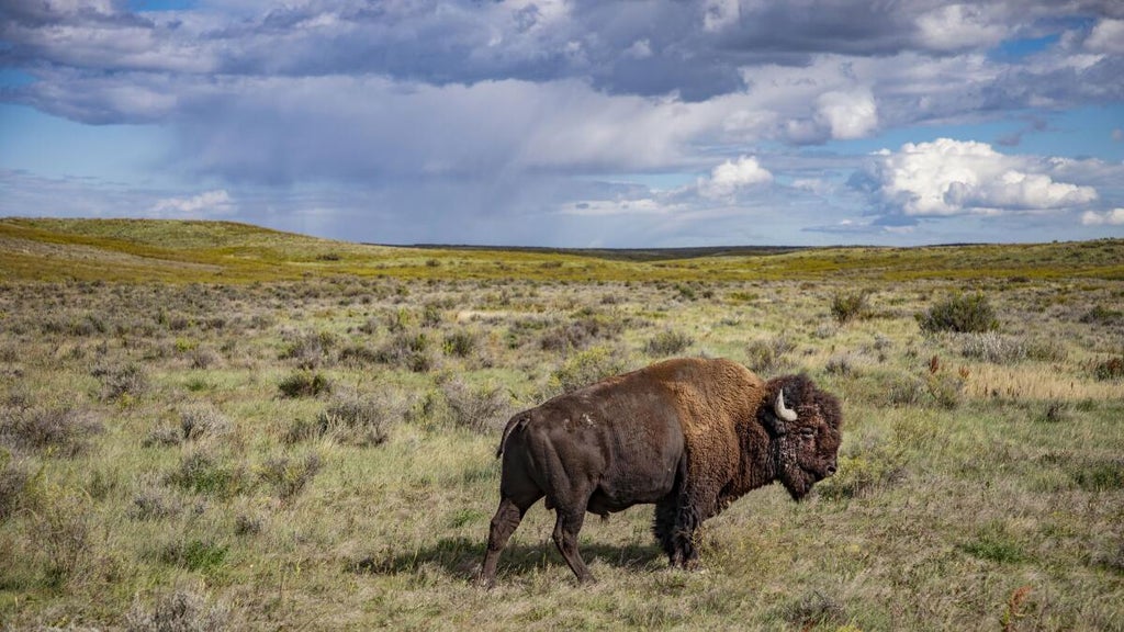 "The American Buffalo" (PBS)