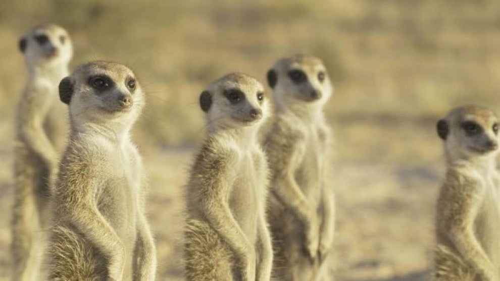 Meerkat Manor