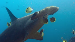 ‘Our Living World’ Explains Why Protecting Sharks Is Critical for Us All | Exclusive Video
