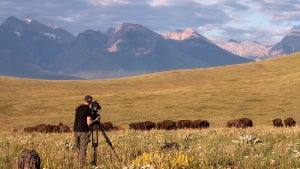 American Buffalo