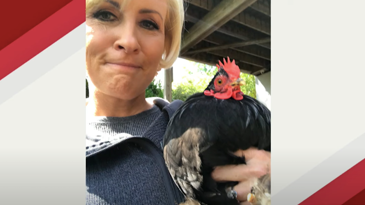 ‘Morning Joe’: Mika Brzezinski Says Her Dog Once Mauled Donna the Chicken, but ‘I Did Not Think of Killing Him!’ | Video