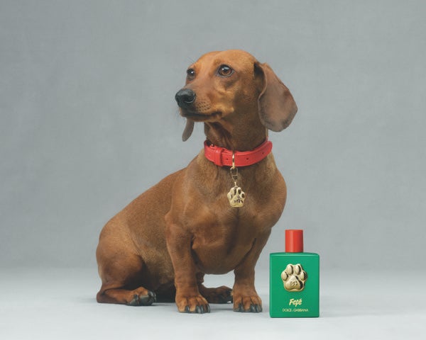 Dolce&Gabbana debuts a luxury fragrance mist for dogs