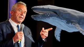 RFK Jr. and the Whale: Environmental Group Calls for Federal Investigation Into 1994 Chainsaw Incident