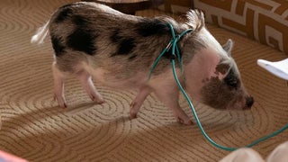 How Sprinkles the Pig Became ‘Only Murders in the Building’ Season 4’s Biggest Diva