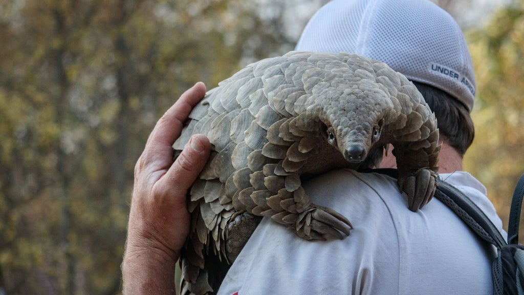 Pangolin: Kulu's Journey