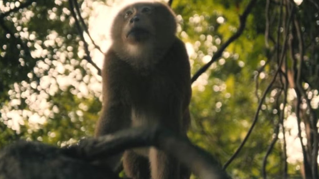 Monkeys White Lotus (Credit: HBO)