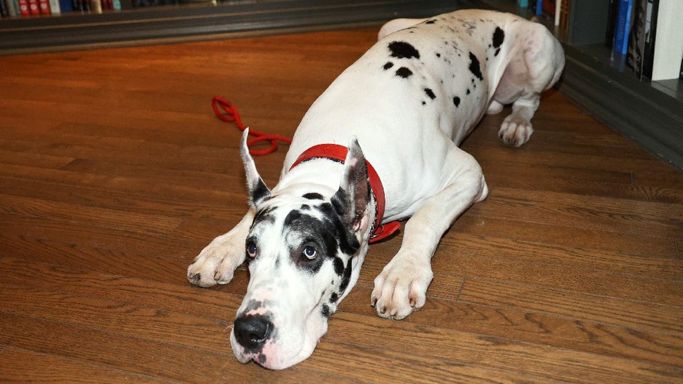 Bing the Great Dane attends "The Friend" after party at Shakespeare & Co. on October 03, 2024 in New York City. (Credit: Marleen Moise/Getty Images)