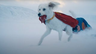 James Gunn’s ‘Superman’ Leads to More Than 500% Surge in Dog Adoption Interest, Thanks to Krypto