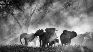 Ghost Elephants