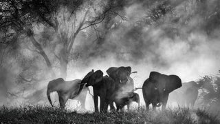 ‘Ghost Elephants’ Review: Who but Werner Herzog Could Lead Us on This Mystical Search for Giant Pachyderms?
