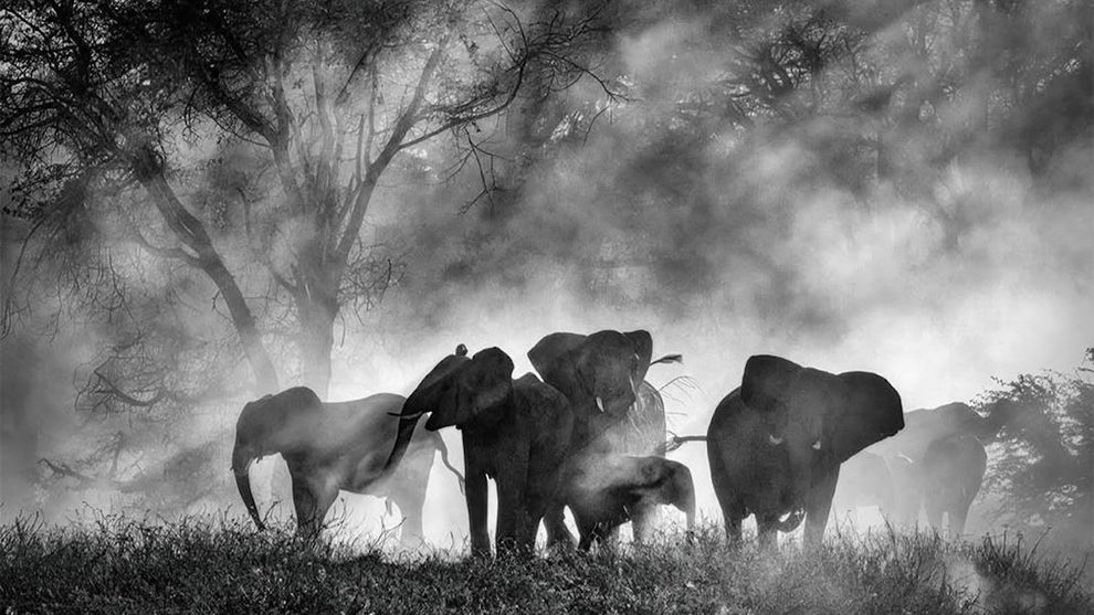 Ghost Elephants