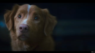 IFC Expands ‘Good Boy’ Theatrical Release After More Than 1 Million People Watch the Film’s Trailer