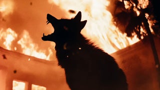 ‘Coyotes’ Review: Gnarly Killer-Canine Thriller Is All Bite, No Bark