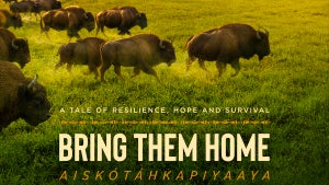 Bring Them Home