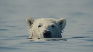 ‘Nuisance Bear’ Review: The Bear Isn’t the Real Nuisance in This Striking Eco-Doc