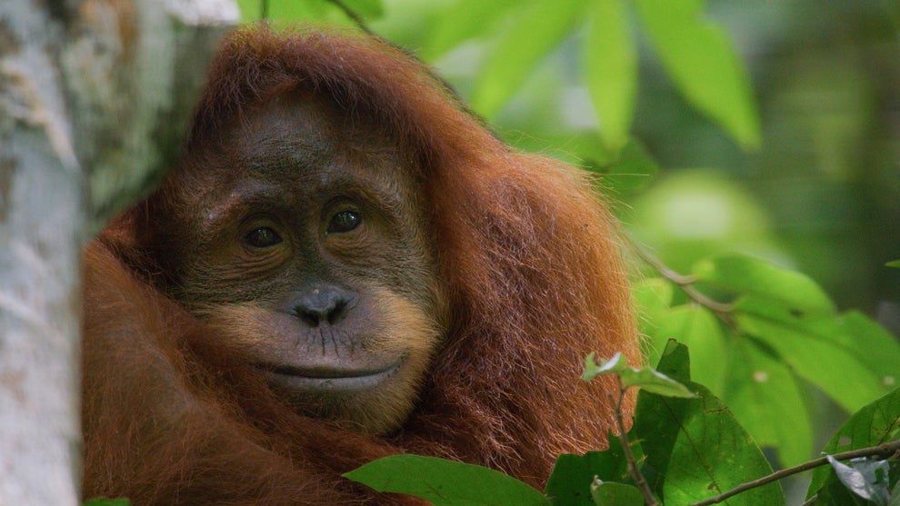 "Orangutan" (Credit: Disneynature)
