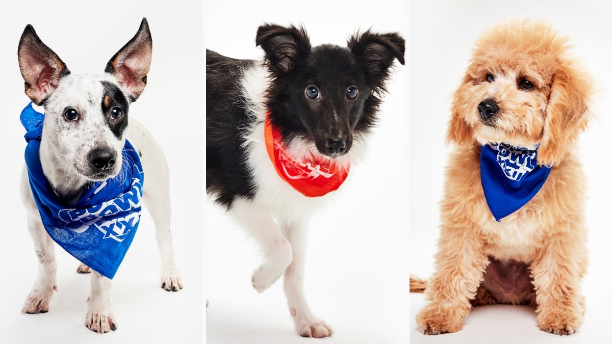 Puppy-Bowl