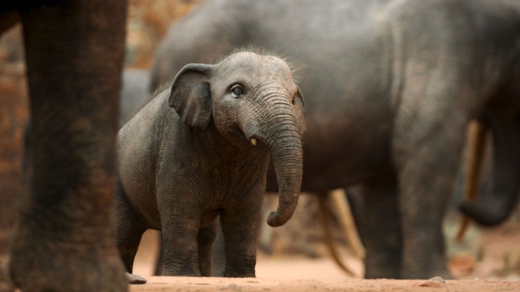 surviving-earth-baby-elephant-nbc