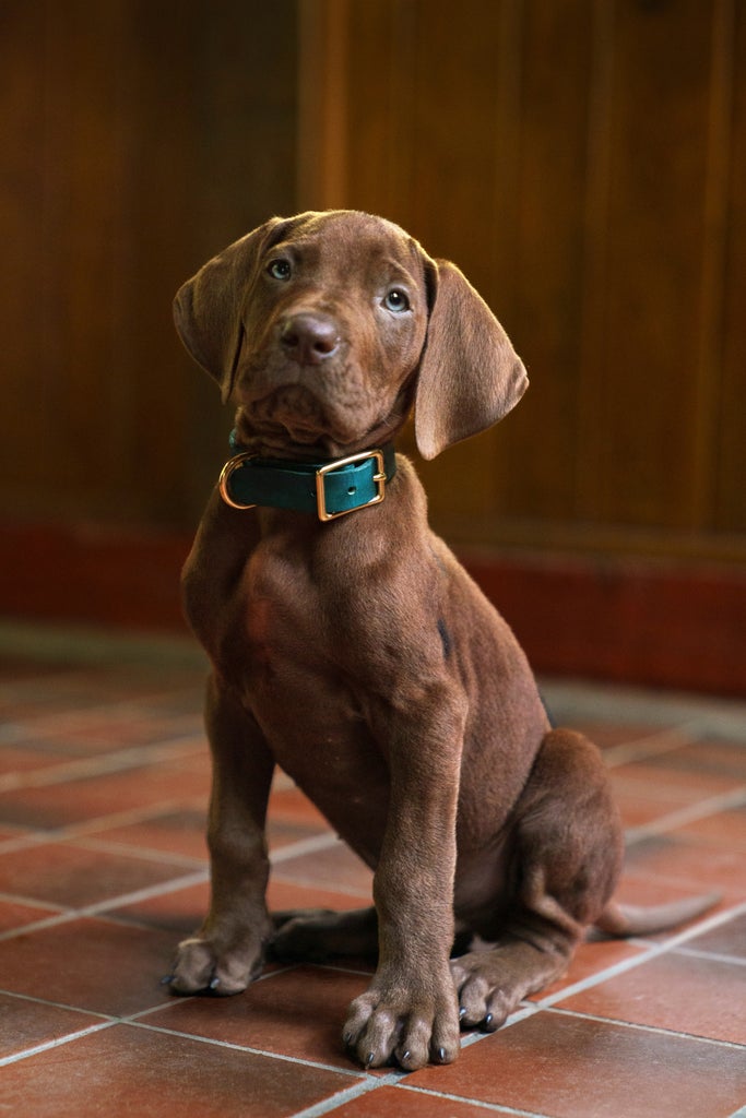 A real dog plays Scooby-Doo in Netflix's "Scooby-Doo: Origins"