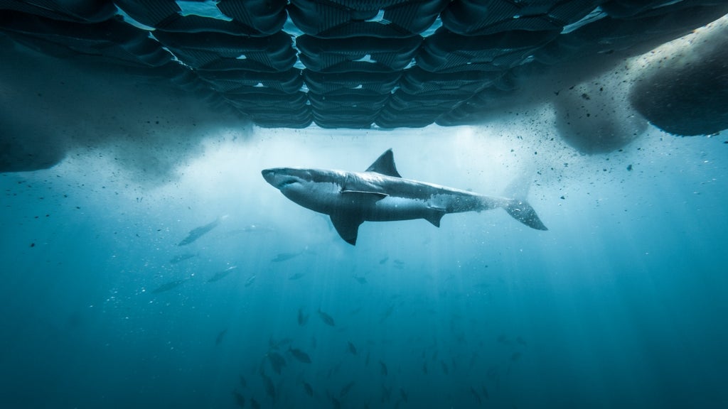 Shark-Week