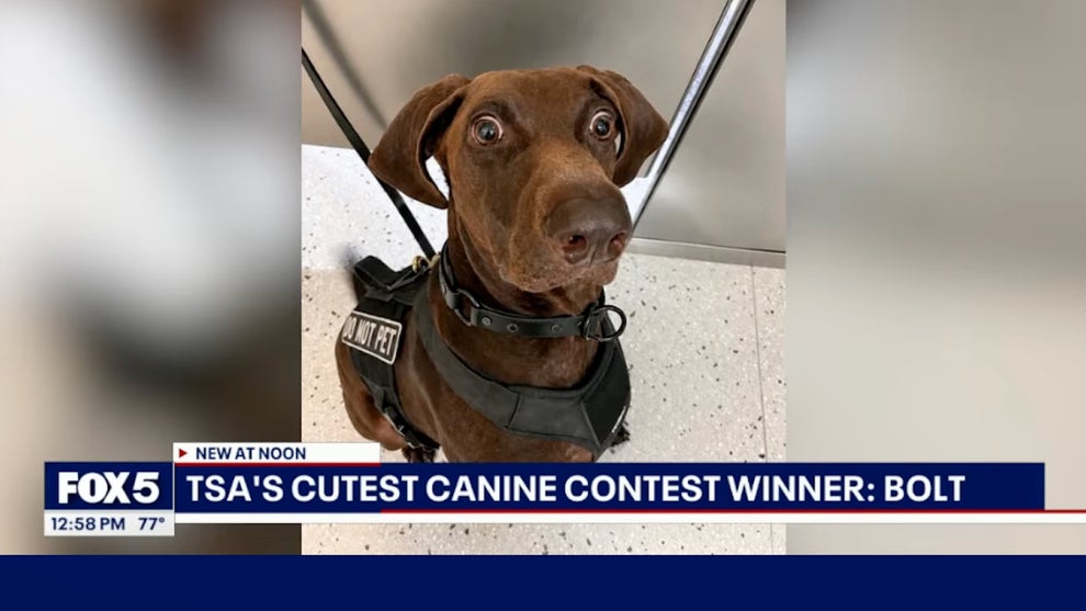 Fox 5 TSA Cutest Dog Atlanta