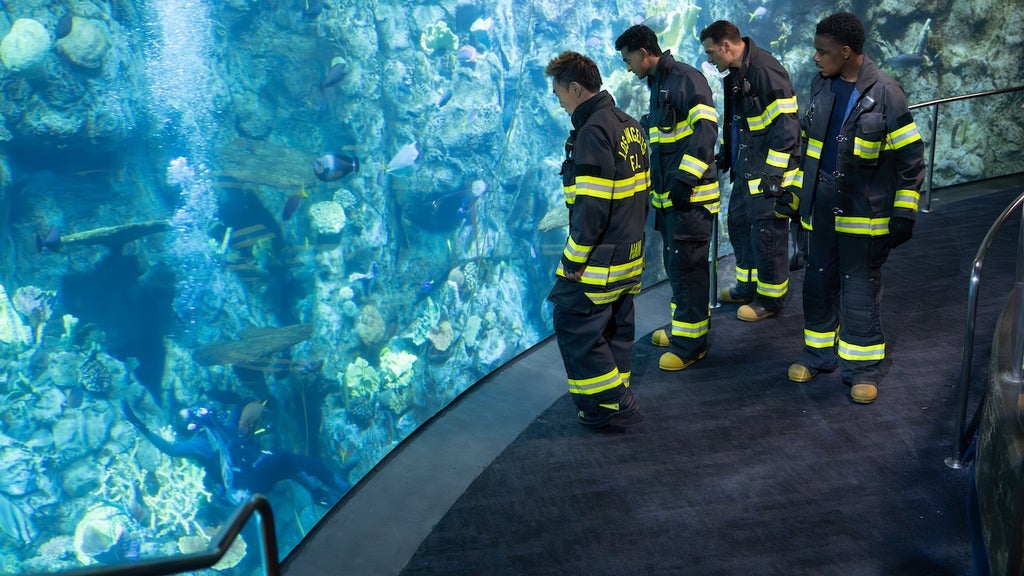 911-aquarium-disney