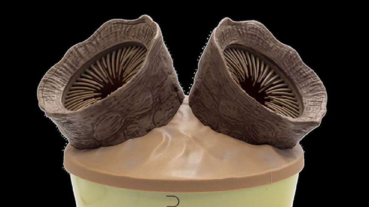 AMC unveils two sandworm popcorn buckets for Dune: Part Three